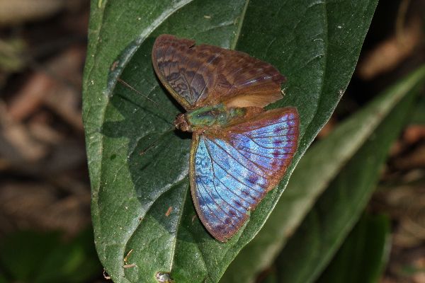 Bebearia osyris male UPS